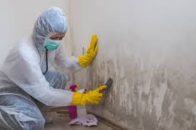 Best Black Mold Removal  in Lwa, CA